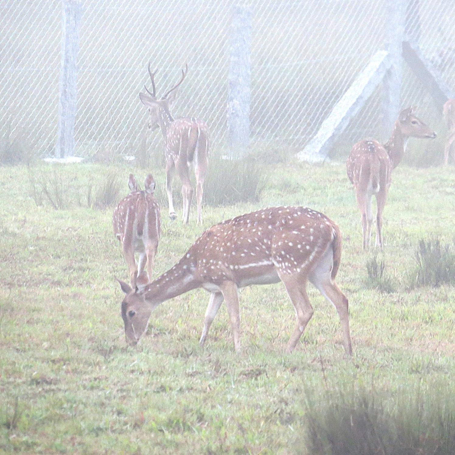 The Deer Meadows Mudumalai Exterior foto