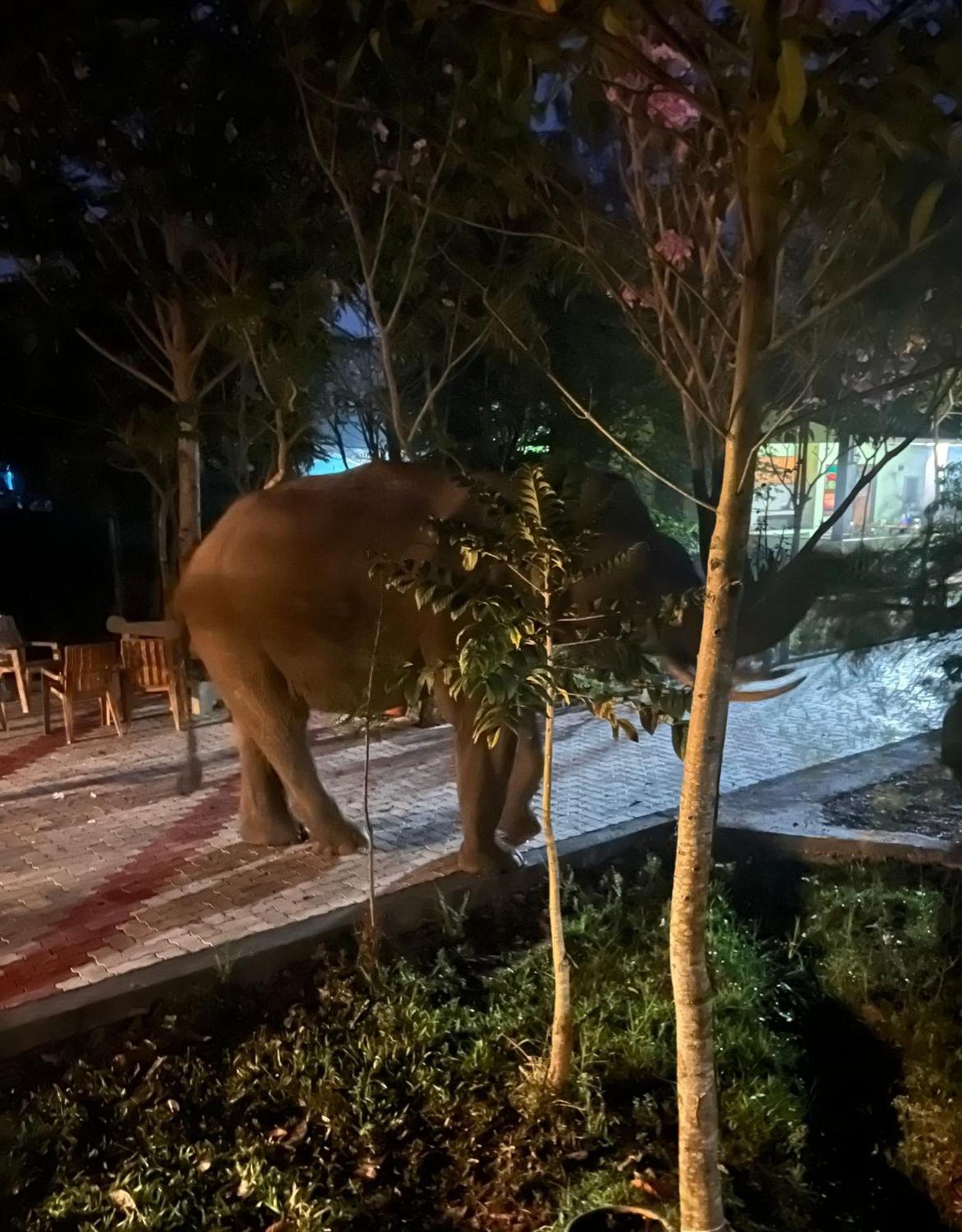 The Deer Meadows Mudumalai Exterior foto